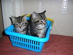 Click image for larger version

Name:	kittens 005.jpg
Views:	0
Size:	272.8 KB
ID:	1165