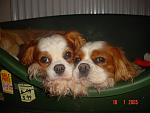 Click image for larger version

Name:	Cavaliers.JPG
Views:	0
Size:	353.5 KB
ID:	21737