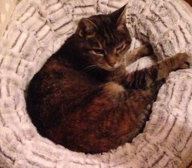 Name:  IMG_5798.jpg
Views: 0
Size:  102.7 KB