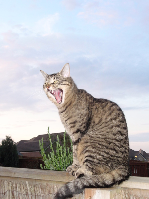 Name:  P6300174_zpsbvpqcqvu.jpg
Views: 0
Size:  124.1 KB