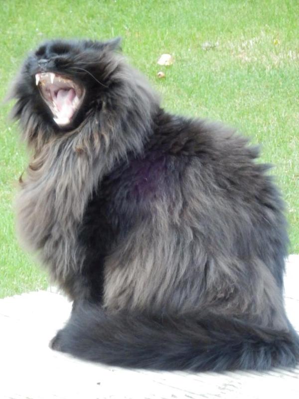 Name:  Casper_Yawning_Big_Teeth_zpsvwqg10je.jpg
Views: 0
Size:  57.1 KB