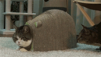 Name:  maru_gif_zpsuzcyvqgb.gif
Views: 0
Size:  1.40 MB