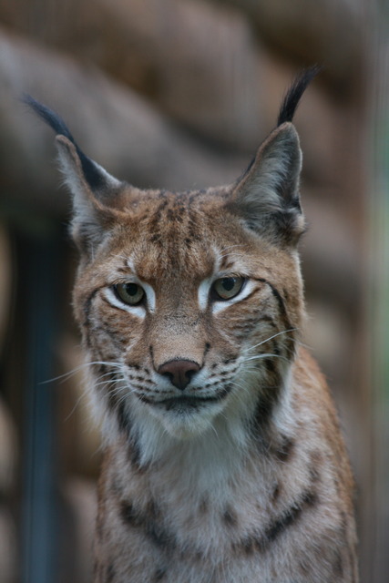 Name:  IMG_4236_zpsz78fgmuh.jpg
Views: 0
Size:  77.6 KB