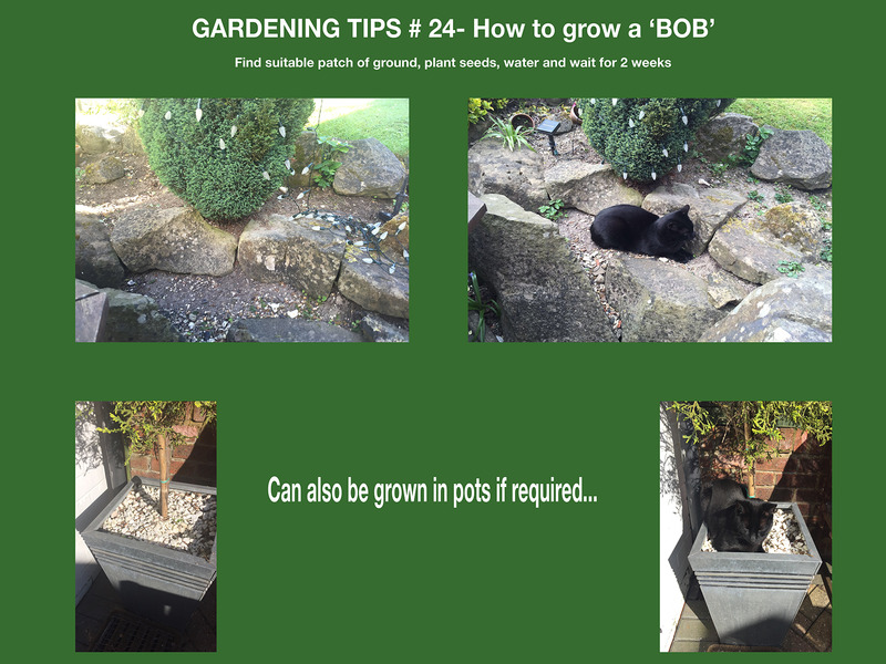 Name:  Gardening%20Help_zpslnujdhg1.jpg
Views: 0
Size:  189.1 KB