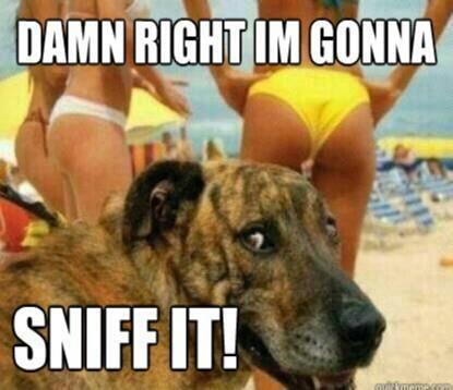 Name:  577173_10151116421752737_1557406831_n_zpsmtrgphfy.jpg
Views: 0
Size:  26.2 KB