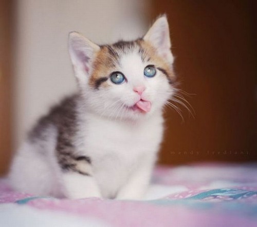Name:  cute-kittens-photo_zpstifpihtu.jpg
Views: 0
Size:  28.7 KB