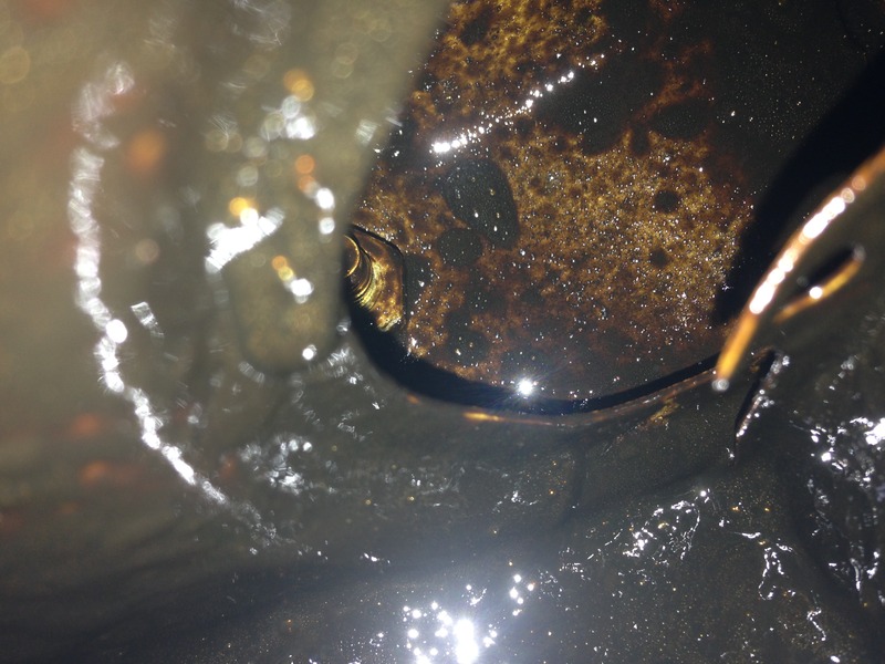 Name:  59476D0E-144A-498B-A43D-BDA2DD04307C.jpg
Views: 0
Size:  137.6 KB