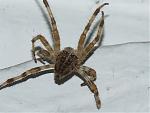 Click image for larger version

Name:	spider.jpg
Views:	0
Size:	186.4 KB
ID:	981