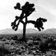 The Joshua Tree's Avatar